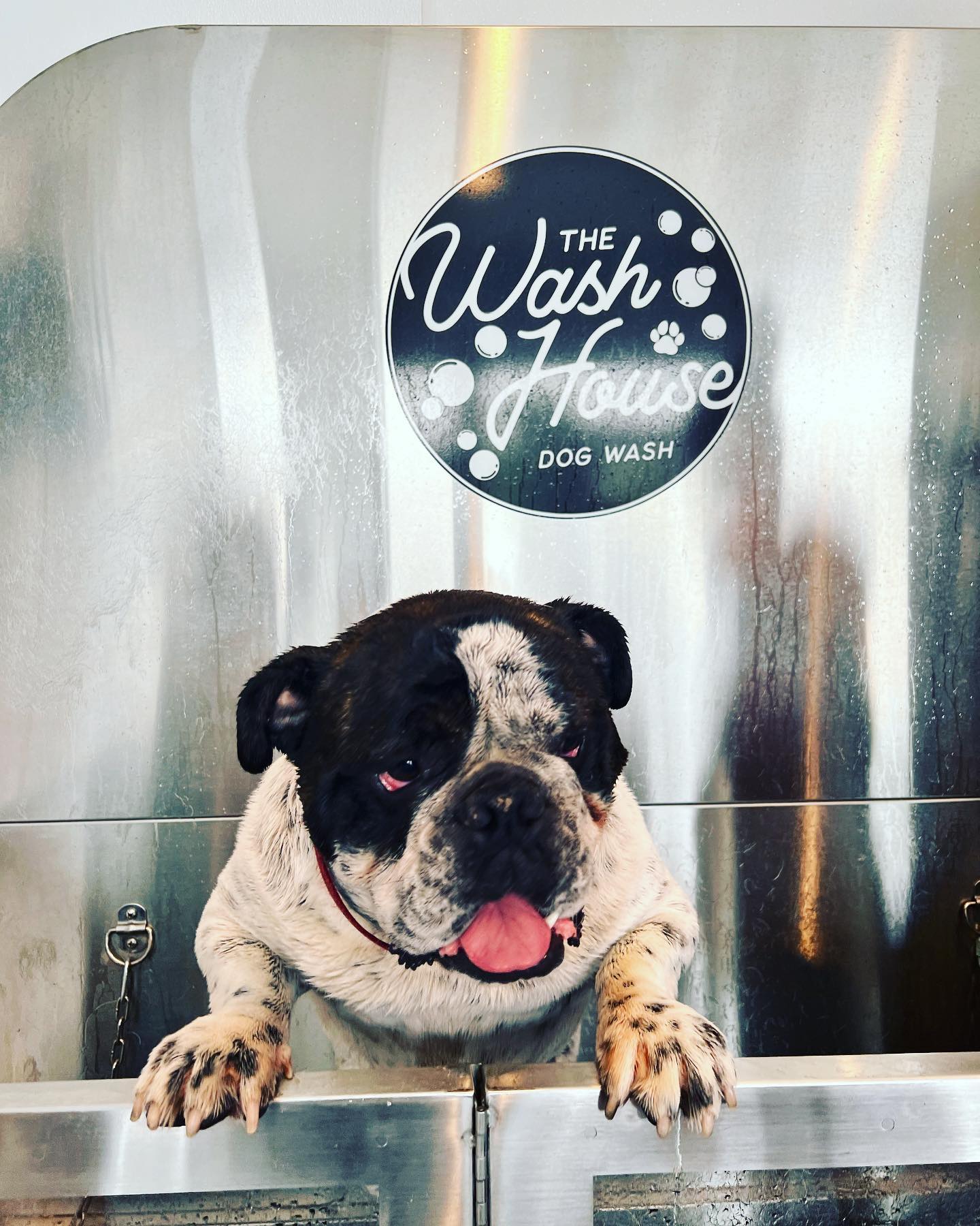 Dog wash